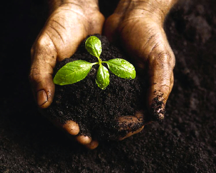 sprout in hands